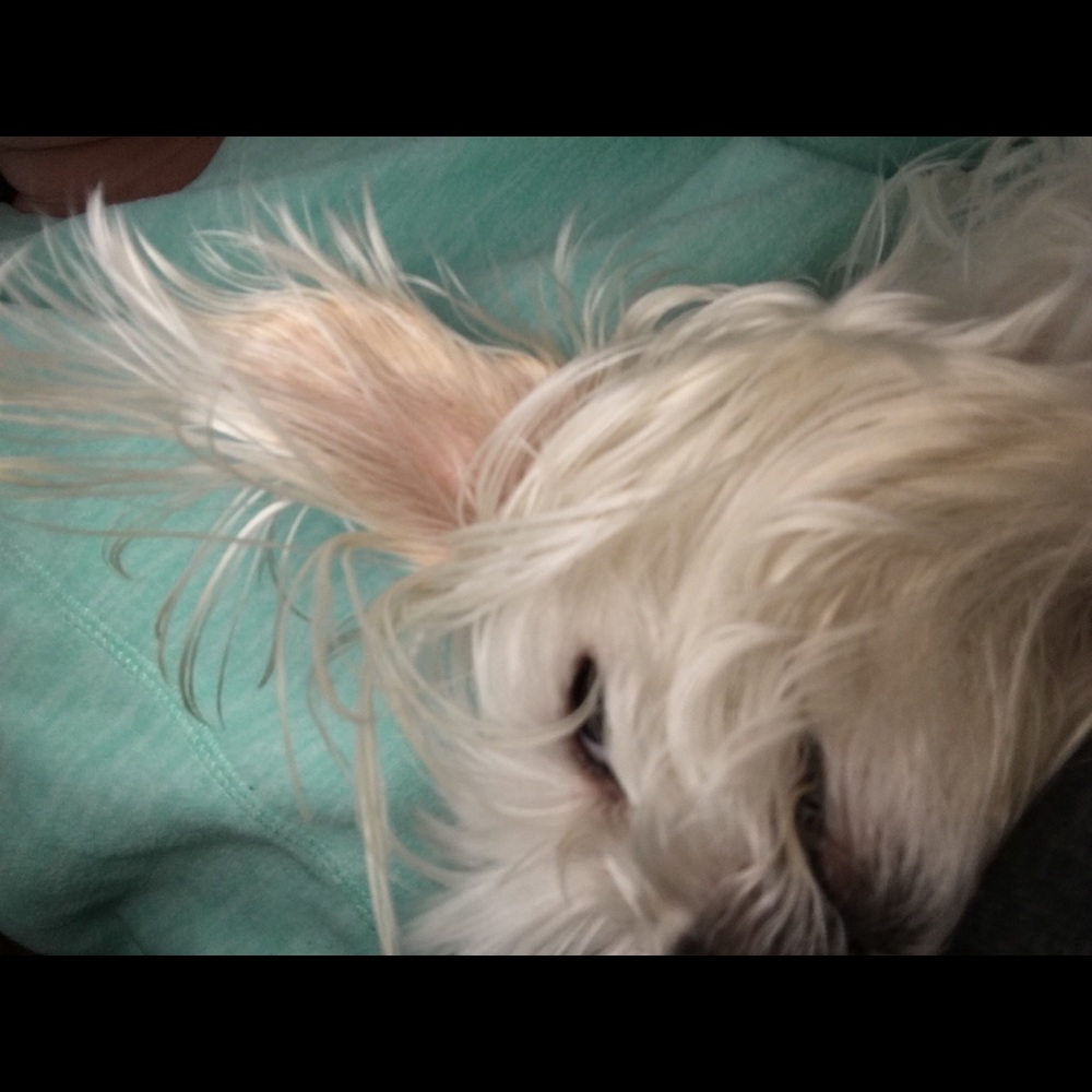 Meet your Posher, Laurie